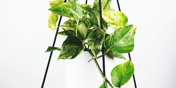 足球运动员捧起冠军奖杯庆祝胜利的激动时刻